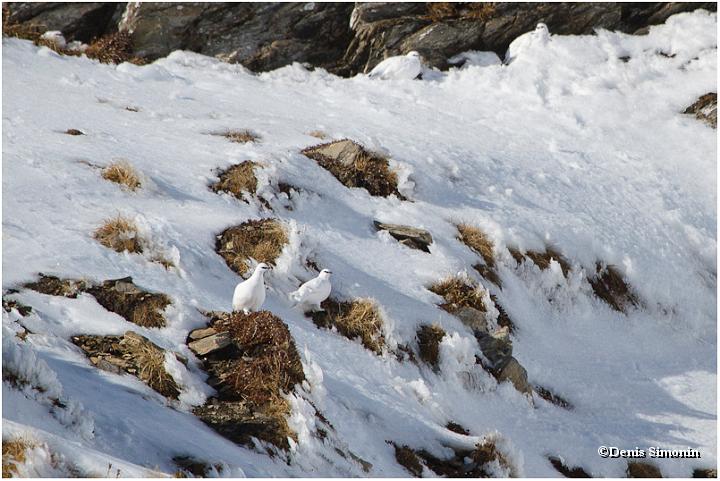 Groupe de 5 coqs de lagopèdes alpins